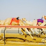 camels1
